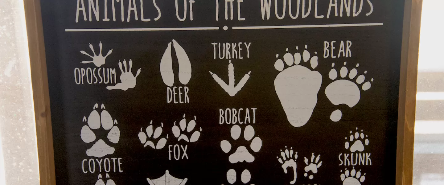 Animals of the woodlands footprint chart identifying various animal footprint markings