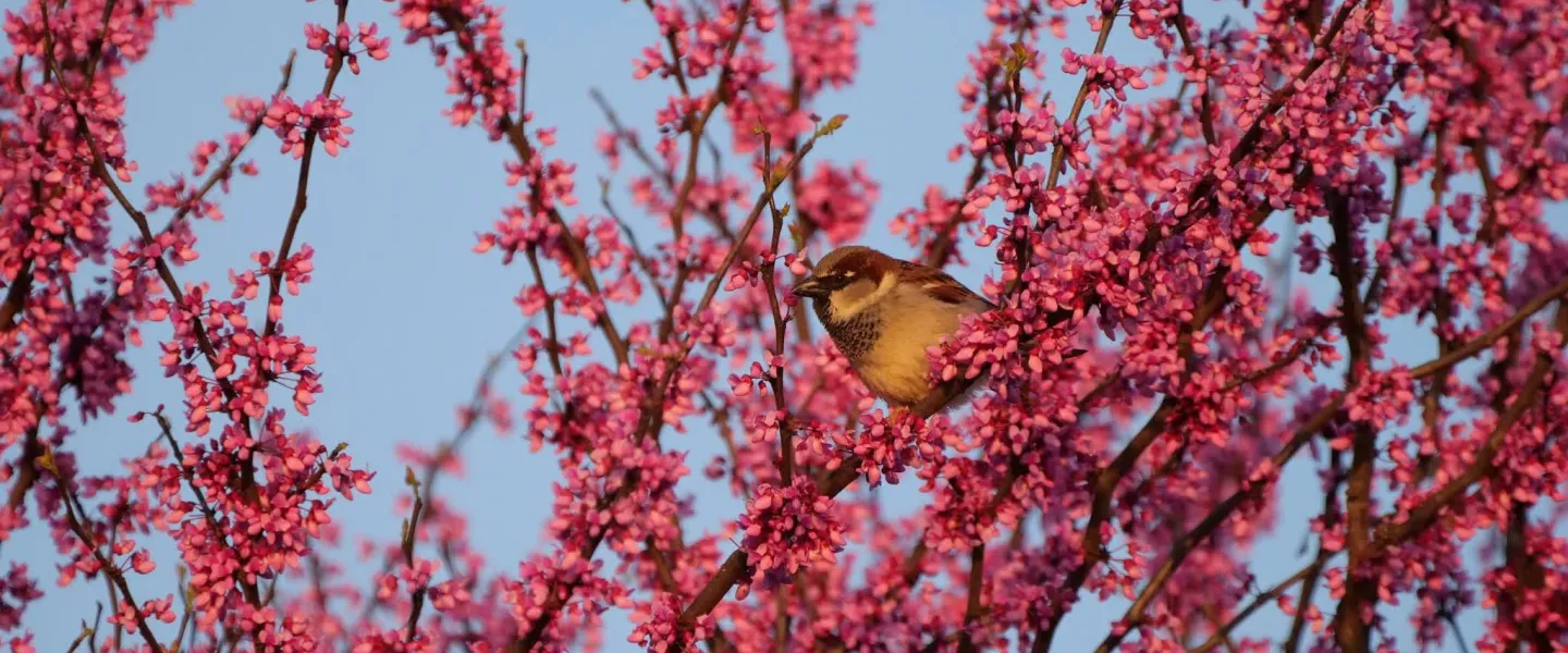 ymca trout lodge spring break bird