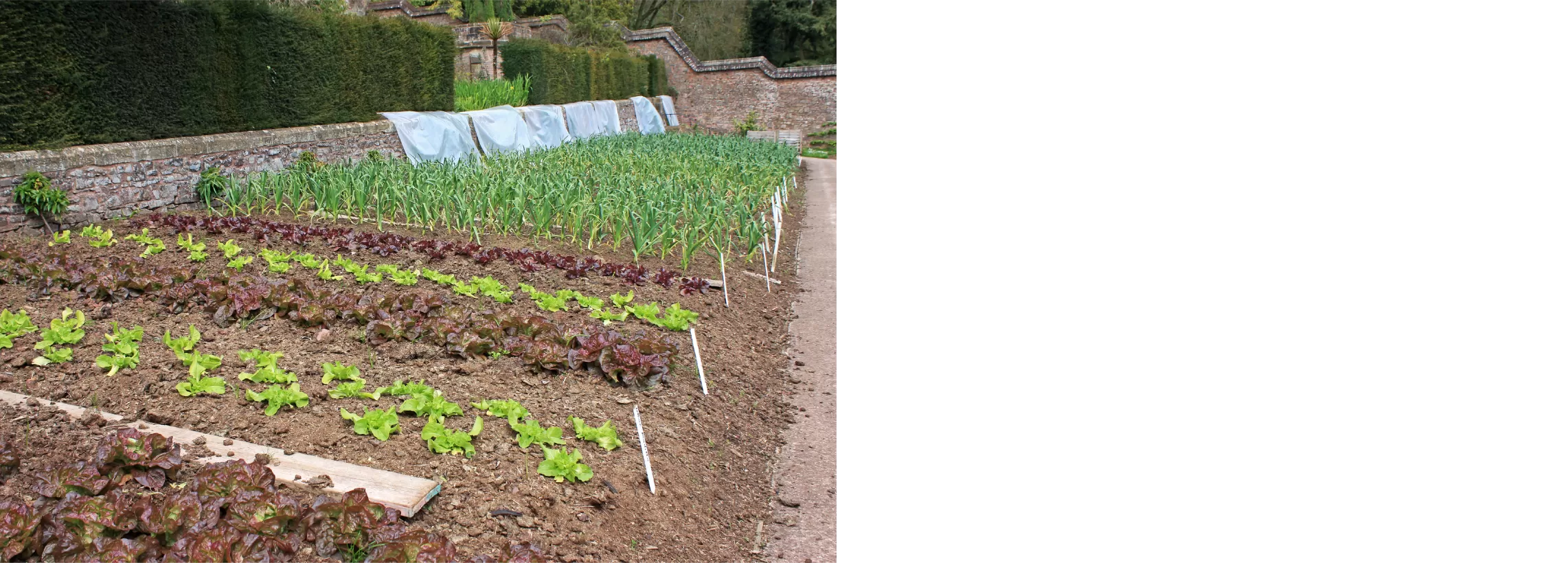 Raised Ground Garden Beds