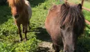 Thumbnail: a mini horse at YMCA Trout Lodge