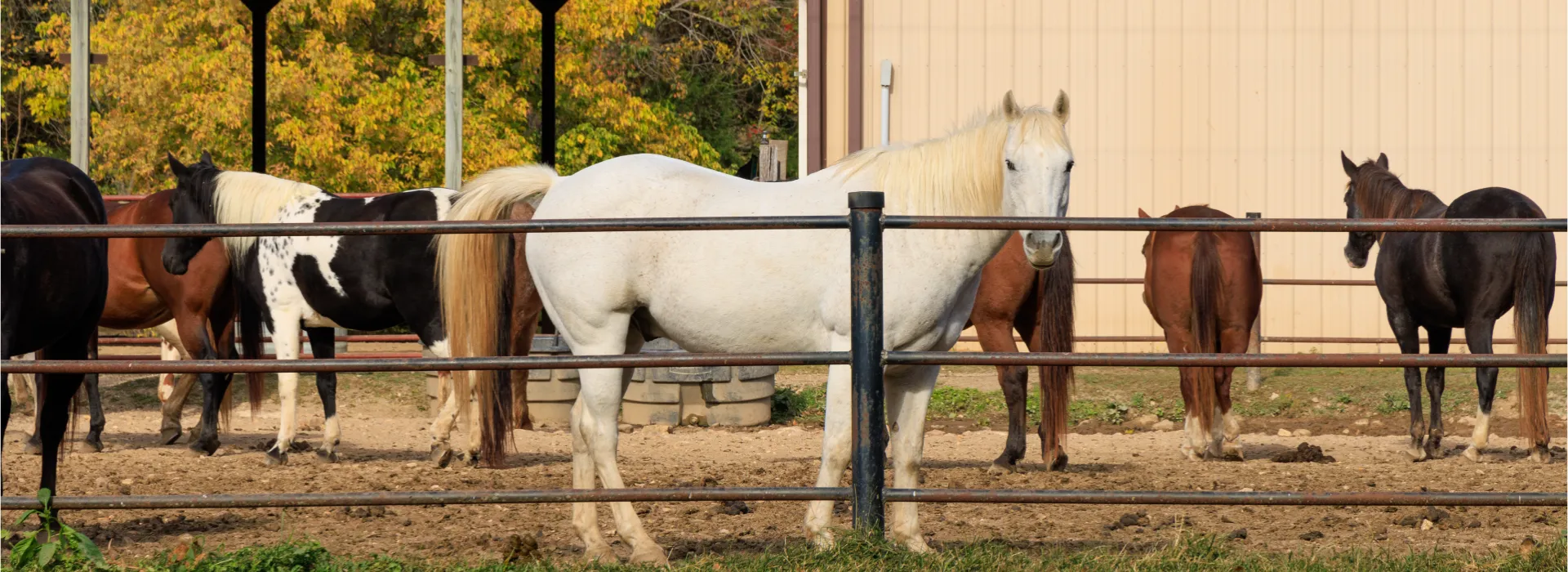 ymca trout lodge horses at trout lodge triangle ranch